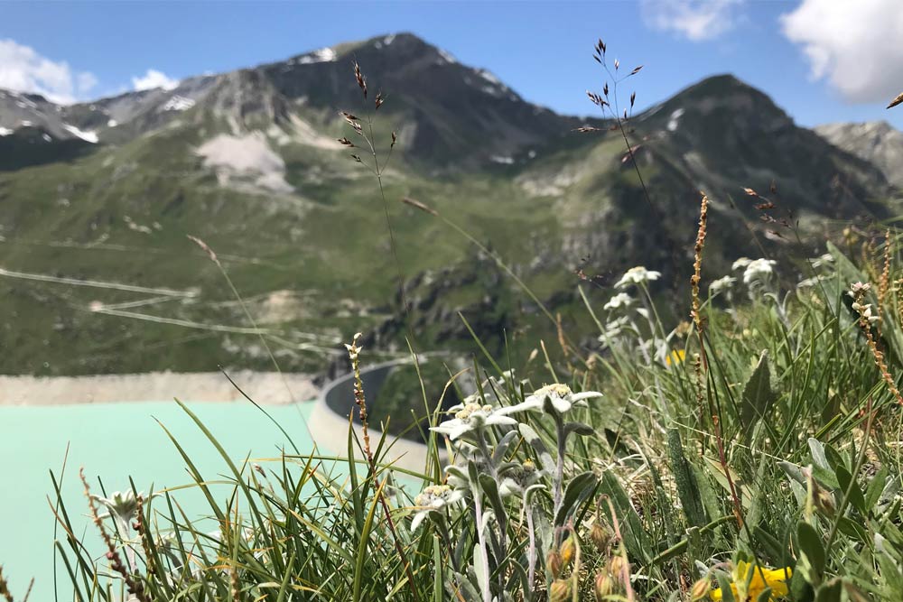 Ayer-Rando-Edelweiss